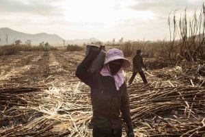 Blood Sugar: life in the Cambodian sugar plantations