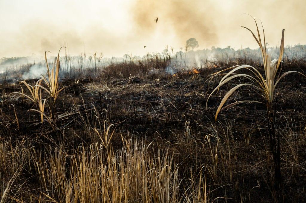 Blood Sugar: life in the Cambodian sugar plantations