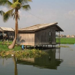 boeung-kak-lake-tree1-aspect-ratio-1-1